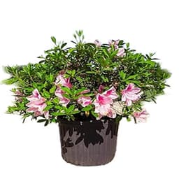 Azalea Rhondodendron Indica George Tabor Pink : Azalea Rhondodendron Indica George Tabor Pink#1