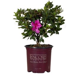 Azalea Rhondodendron Indica Formosa Lavender : Azalea Rhondodendron Indica Formosa Lavender#3